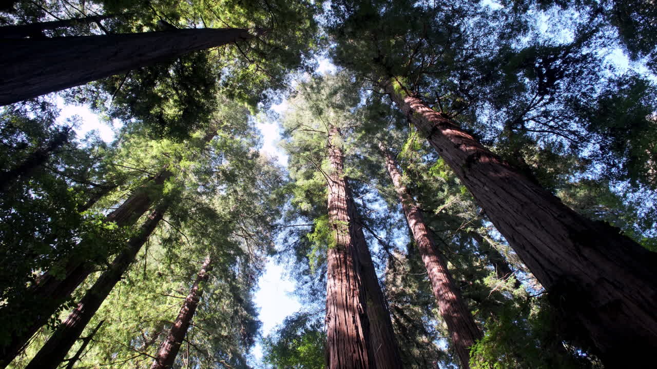 Ammirare gli imponenti tronchi e le rigogliose chiome di una fitta foresta di sequoie, mentre la luce del sole filtra tra i rami