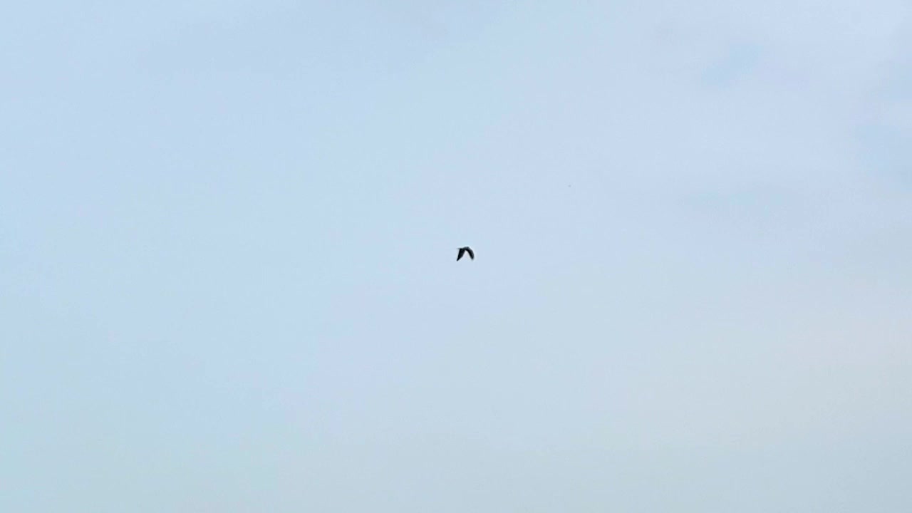 Aquila solitaria che vola in un cielo nuvoloso aperto sopra gli edifici della città a Dhaka, Bangladesh.
