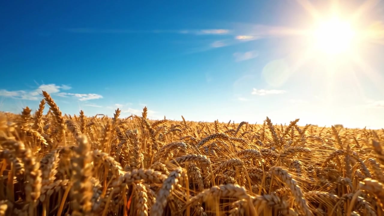 Ein goldenes Weizenfeld unter strahlender Sonne: Die Schönheit der Fülle der Natur in einer ruhigen, von warmem Licht durchfluteten Landschaft.