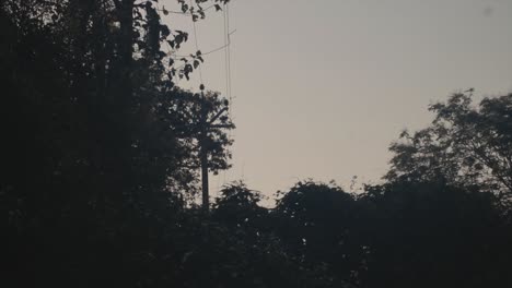 Tree-tops-landscape-nature-peaceful-calm-sky