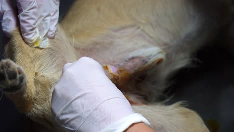 using a scalpel, a veterinarian makes an incision during a sterilization procedure on a male dog