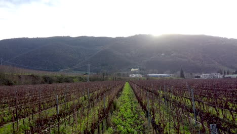 vista aérea sobre filas de viñedos frescobaldi en viñedos de campo de colinas de vino de chianti