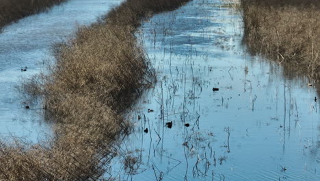 ducks on wetlands in bell slough state wildlife management area, arkansas, usa