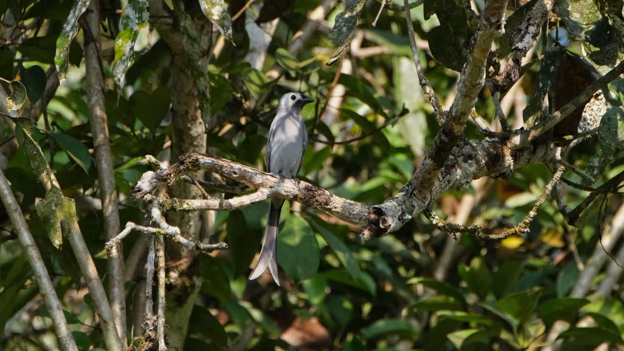 mirando a su alrededor mientras se alza en una rama de un árbol dentro de un parque nacional, un drongo ceniza dicrurus leucophaeus está moviendo su cola