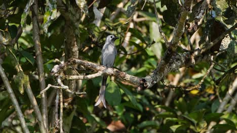 Ein-Aschendrongo-Dicrurus-Leucophaeus,-Der-Sich-Auf-Einem-Ast-Eines-Baumes-In-Einem-Nationalpark-Niederlässt,-Schaut-Sich-Um-Und-Wedelt-Mit-Dem-Schwanz