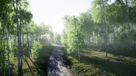 dirty-road-through-summer-forest