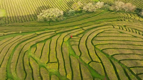 Sunny-day-visit-above-green-tea-fields,-drone-rotates-above-colorful-plantation