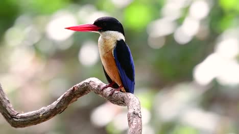 El-Martín-Pescador-De-Gorra-Negra-Tiene-Un-Pico-Rojo-Como-Un-Caramelo-Y-Una-Gorra-Negra-Que-Se-Encuentra-En-Tailandia-Y-Otros-Países-De-Asia