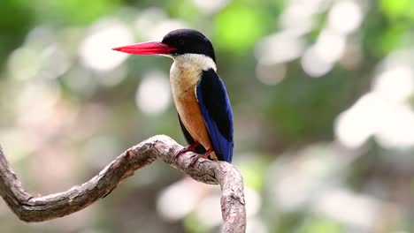 el martín pescador de gorra negra tiene un pico rojo como un caramelo y una gorra negra que se encuentra en tailandia y otros países de asia