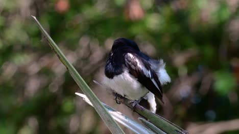 Das-Orientalische-Elsternrotkehlchen-Ist-Ein-In-Thailand-Sehr-Verbreiteter-Sperlingsvogel,-In-Dem-Er-überall-Zu-Sehen-Ist