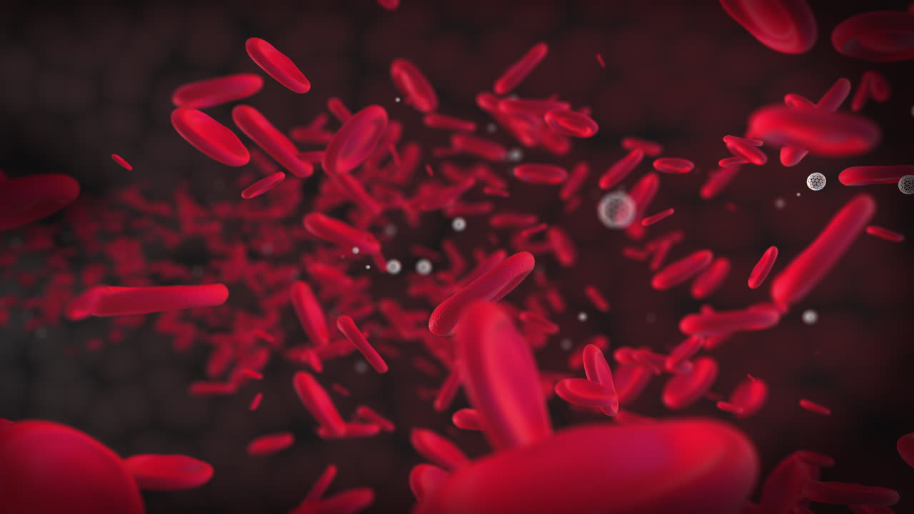 Moving blood cells are erythrocytes. 3D animation of red round particles. The flow of blood in the vessels.