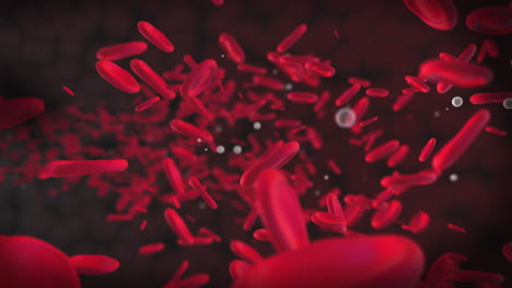 moving blood cells are erythrocytes. 3d animation of red round particles. the flow of blood in the vessels.
