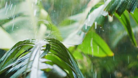 raindrops falling on banana leaves in lush jungle during rain season