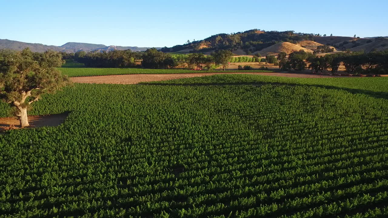 una antena alta sobre hileras de viñedos en el condado de sonoma del norte de california 9