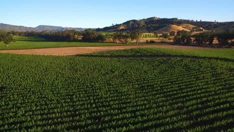 una antena alta sobre hileras de viñedos en el condado de sonoma del norte de california 9