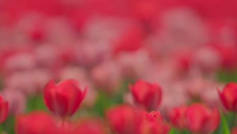 telephoto rack focus pans down across red and pink tulip bulbs blooming in field