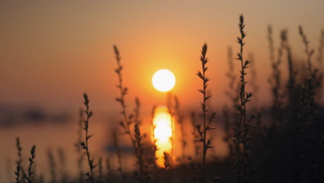 Nature-scene-with-grass-and-sunset-over-water