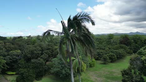 Tropical-palm-tree,-aerial-close-up