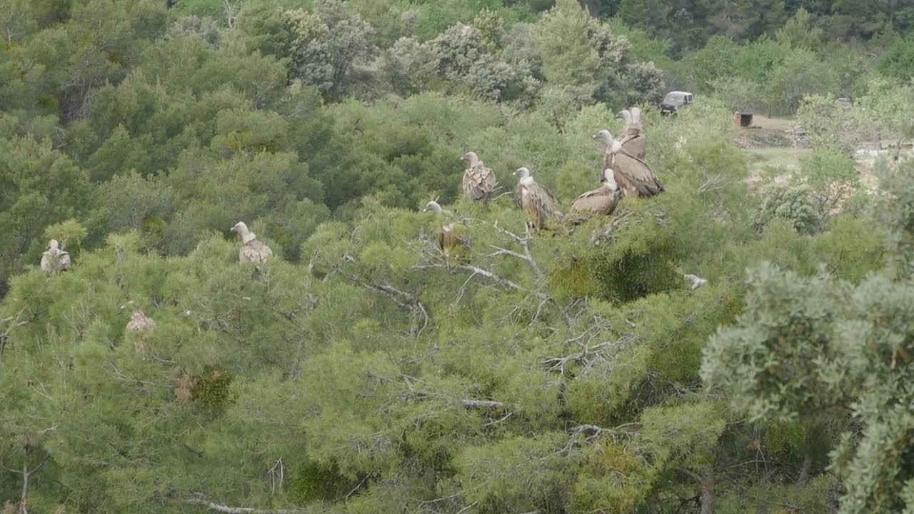 Static view of a group of perched vultures. Daylight