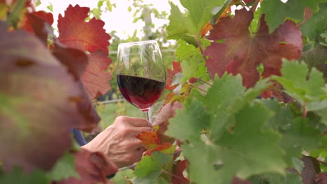 red wine tasting in langhe, piedmont