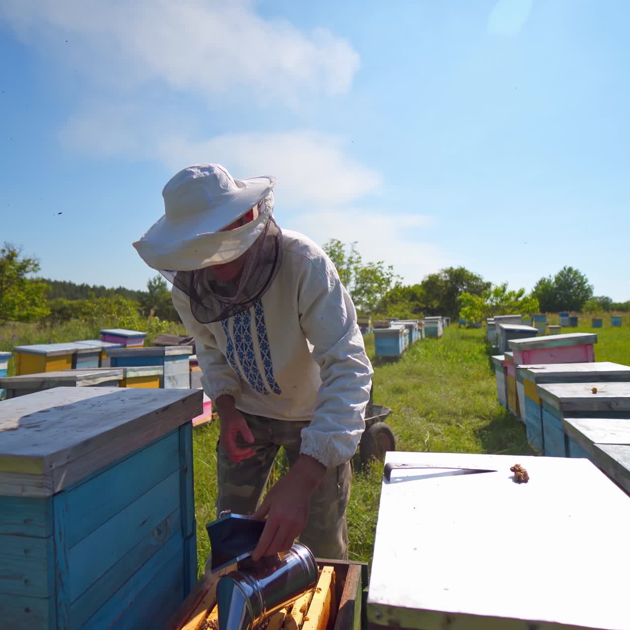 Apiary in a sunny day among nature. Beekeeper in protective hat checking beehives in summer. Bees carrying honey into hives. Apiculture concept.
