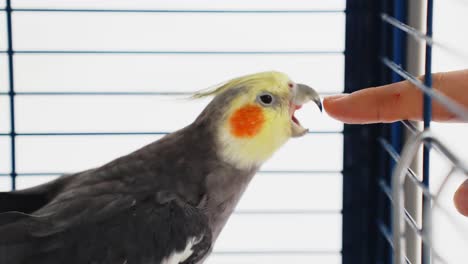 unique colorful cockatiel bird also known weiro in blue cage trying to bite softly owner finger