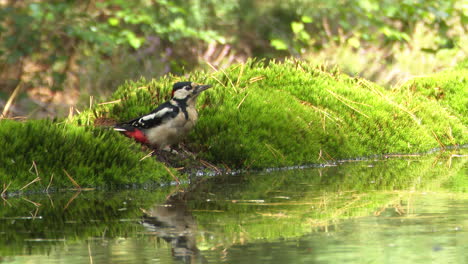 Gran-Pájaro-Carpintero-Manchado-Bebiendo-De-Una-Piscina-En-El-Bosque