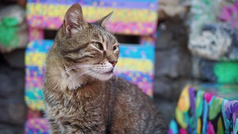 un primer plano de un gato tabby marrón sentado y mirando hacia la derecha