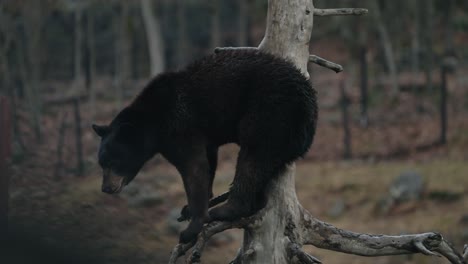 black bear standing on tree branch - wide shot