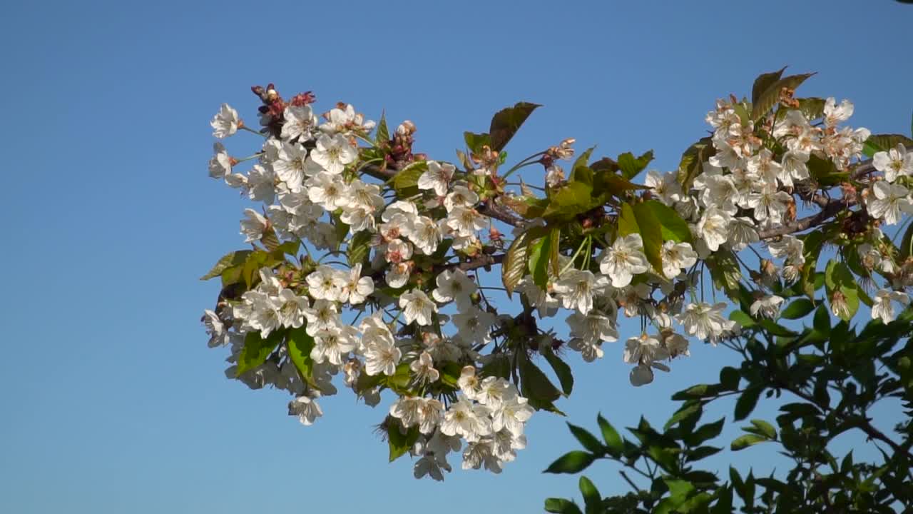 hermosas ramitas de flor de cerezo de sakura blanco con hojas moviéndose suavemente contra el hermoso cielo azul en cámara lenta de día soleado