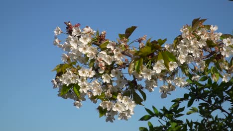beautiful white sakura cherry blossom twigs with leafs softly moving against beautiful blue sky on sunny day slow motion