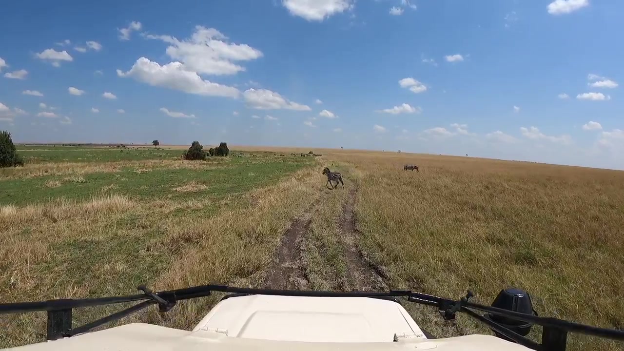 Una telecamera montata sulla testa riprende un safari in auto attraverso la Riserva Nazionale Masai Mara, Kenya