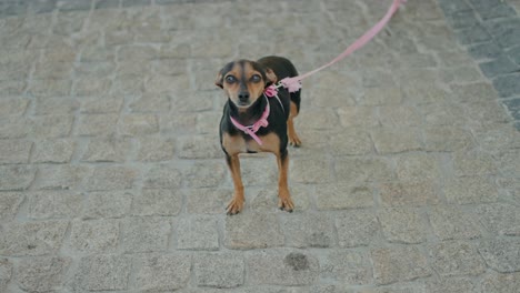 adorable small dog with a pink leash standing on a cobblestone path, looking curious