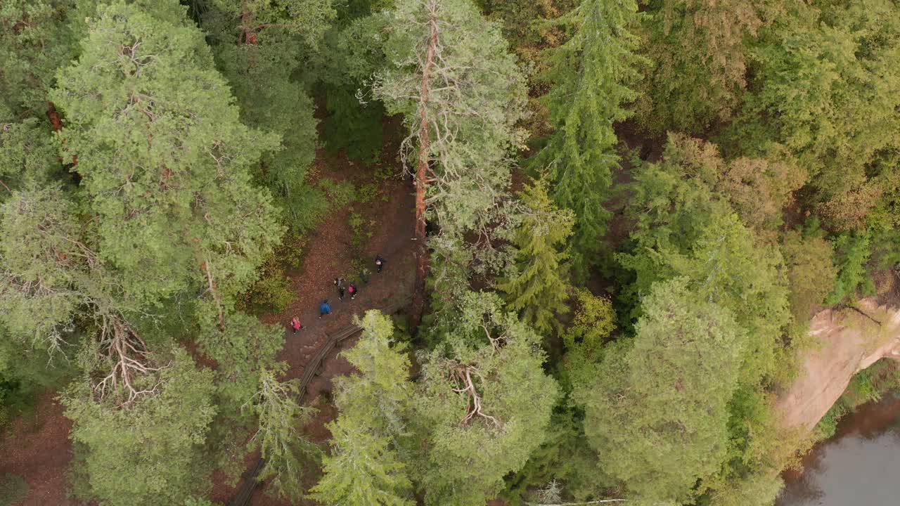 caminata en el bosque