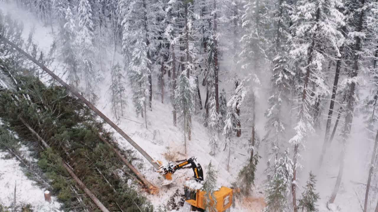 Drone pans down from treeline to ground as tree gets cut and laid down by industrial log saw manipulator