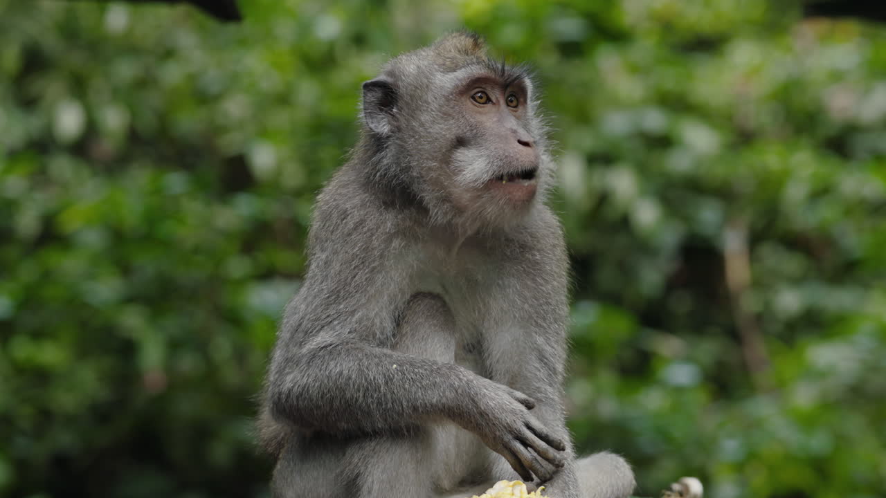 Grey Monkey in a Forest