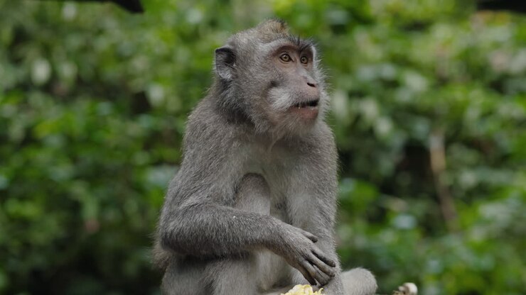 Grey Monkey in a Forest