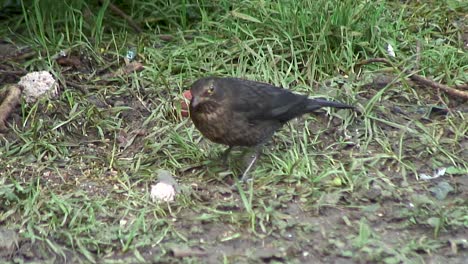 Female-Blackbird-underneath-a-tree-feeding-off-a-discarded-fat-ball-in-a-garden-in-Oakham,-a-town-in-the-UK-county-of-Rutland