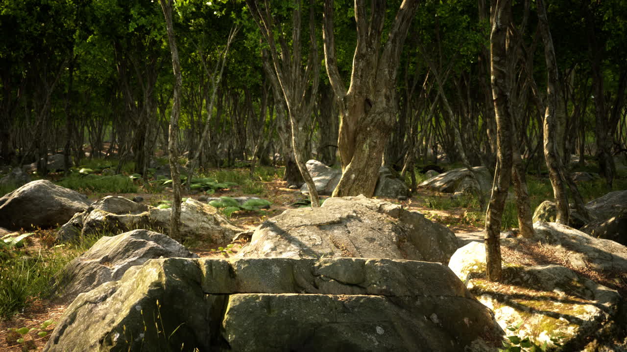 안개 가 가득 한 숲 에 있는 나무 의 뿌리