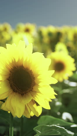 sunflowers in a field