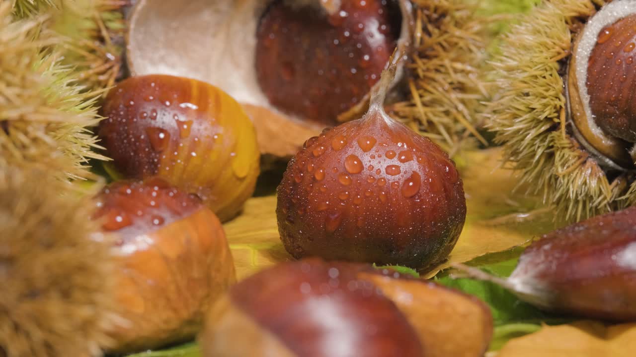 castanea sativa, castañas erizo, frutos de castaña y alimentos frescos de temporada pelados