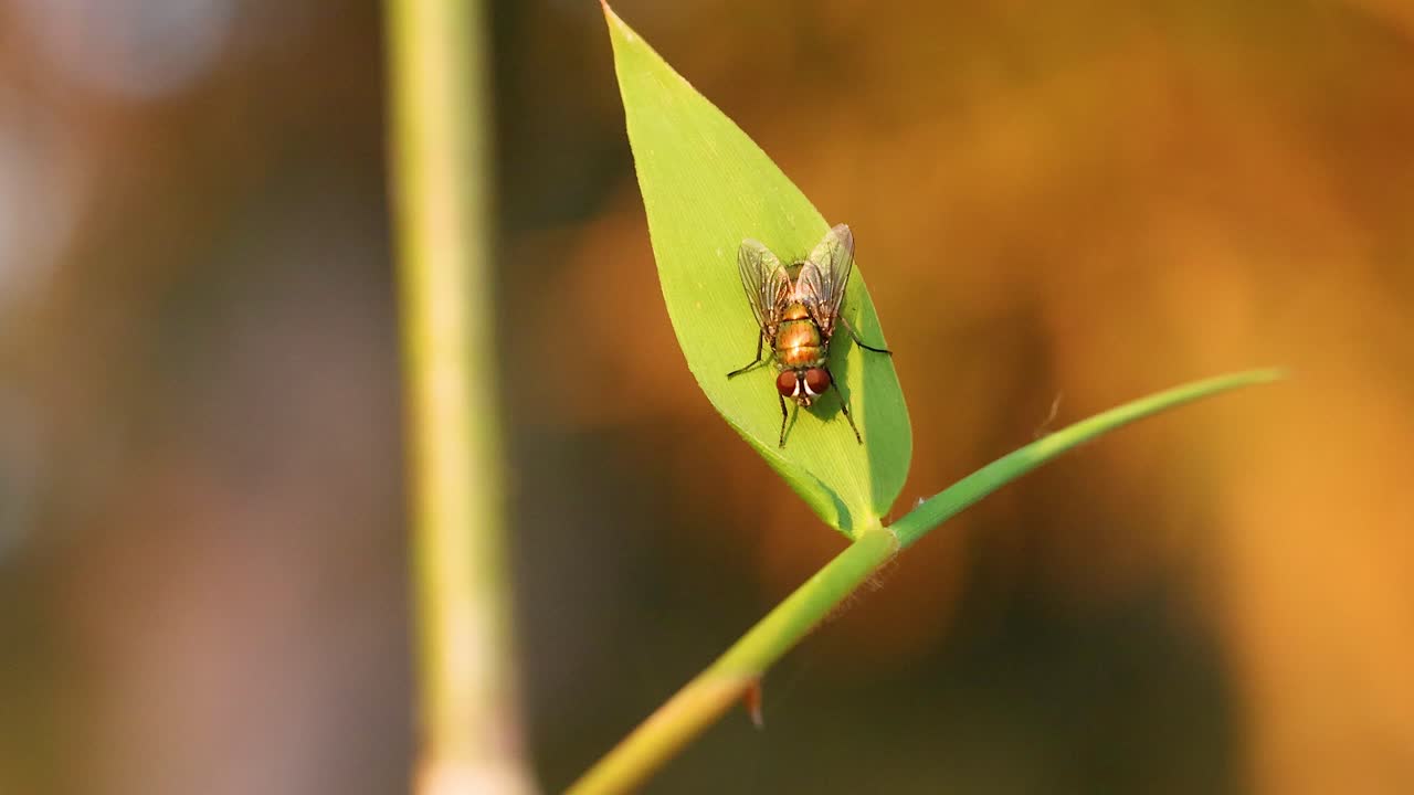 la mosca de la botella verde descansa en una hoja