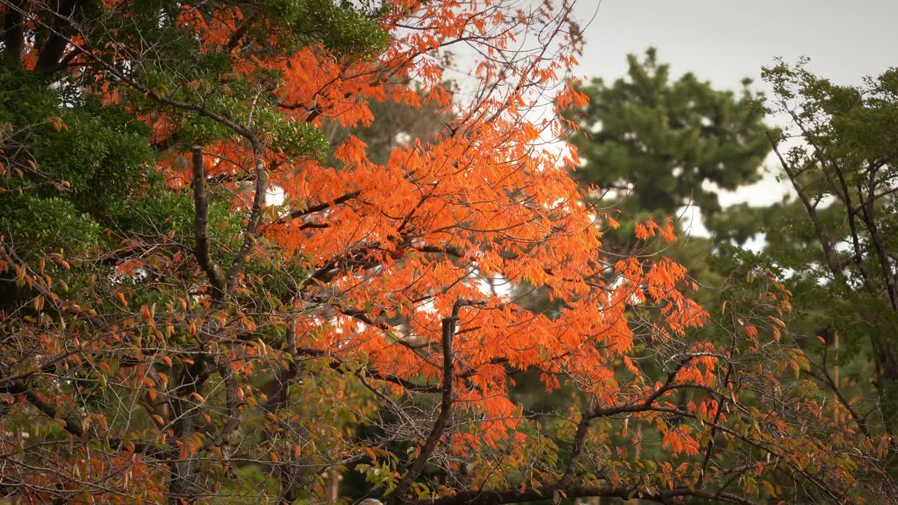 The Tree with Bright Orange Leaves