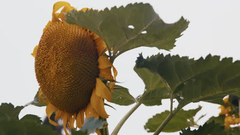 movimiento lento de primer plano inclinando y moviéndose hacia abajo de un gran girasol en un jardín casero