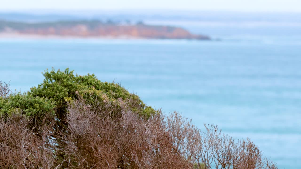 Una serena scena costiera con cespugli che ondeggiano dolcemente sullo sfondo dell'ampia vista sull'oceano della Great Ocean Road