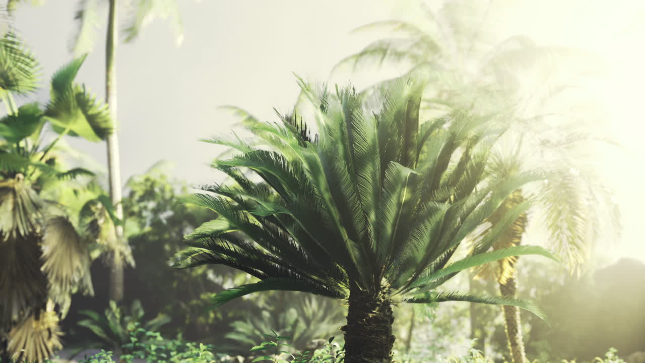 Lush tropical vegetation with palms in sunlight during early morning hours