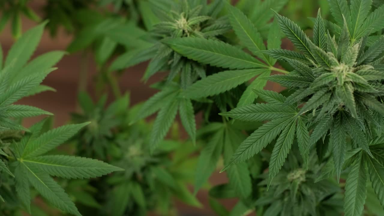 la floración del cannabis, el cultivo orgánico de cannabis para uso médico en el campo de la marihuana.