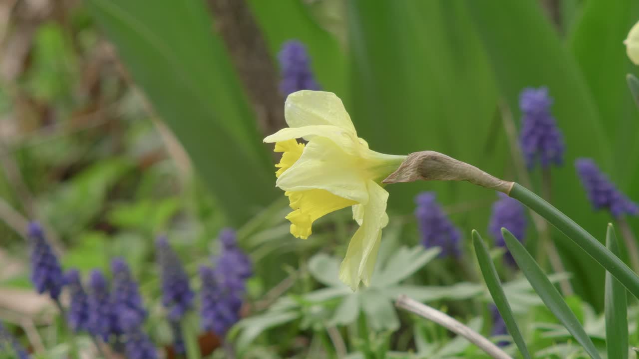 Gul påskeliljeblomst i forgrunnen og blå perleblomster i uskarpt bakgrunn, 50p