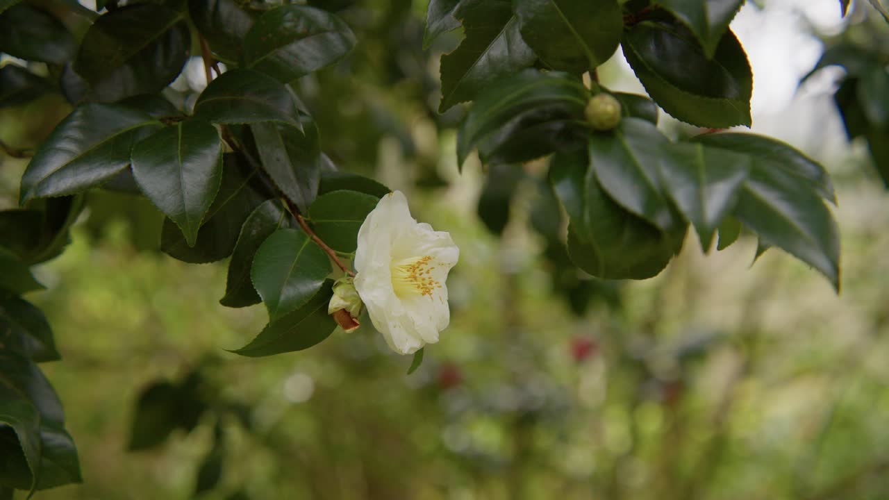 A vibrant camellia in full bloom with soft petals and rich details. Captured in 4K slow motion, this shot showcases the elegance of nature and botanical beauty.