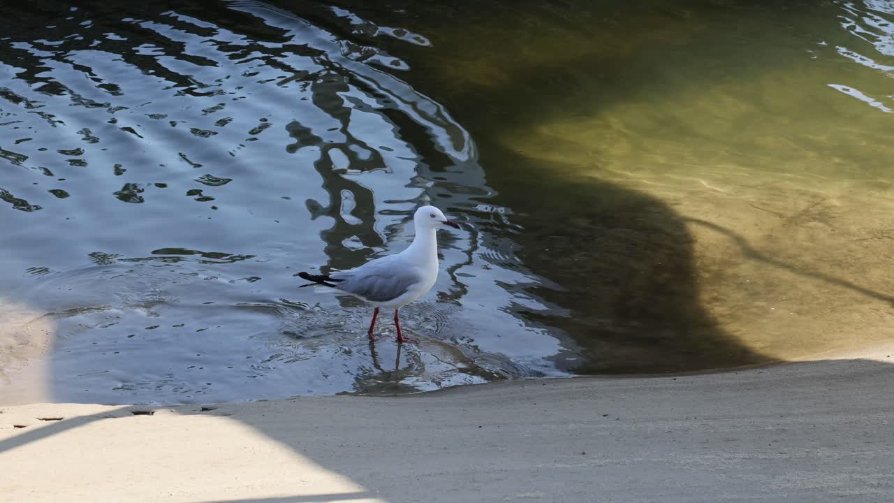 바다표범이 물 가장자리를 따라 고 있다